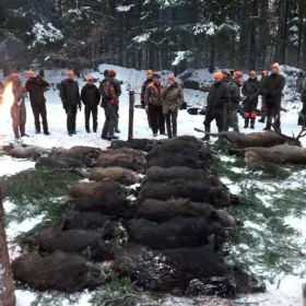Reproduktory rasy GOŃCZY POLSKI użytkowe zapraszają suczki
